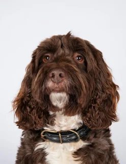 Penelope Chilvers Dog Accessories*Dog Collar