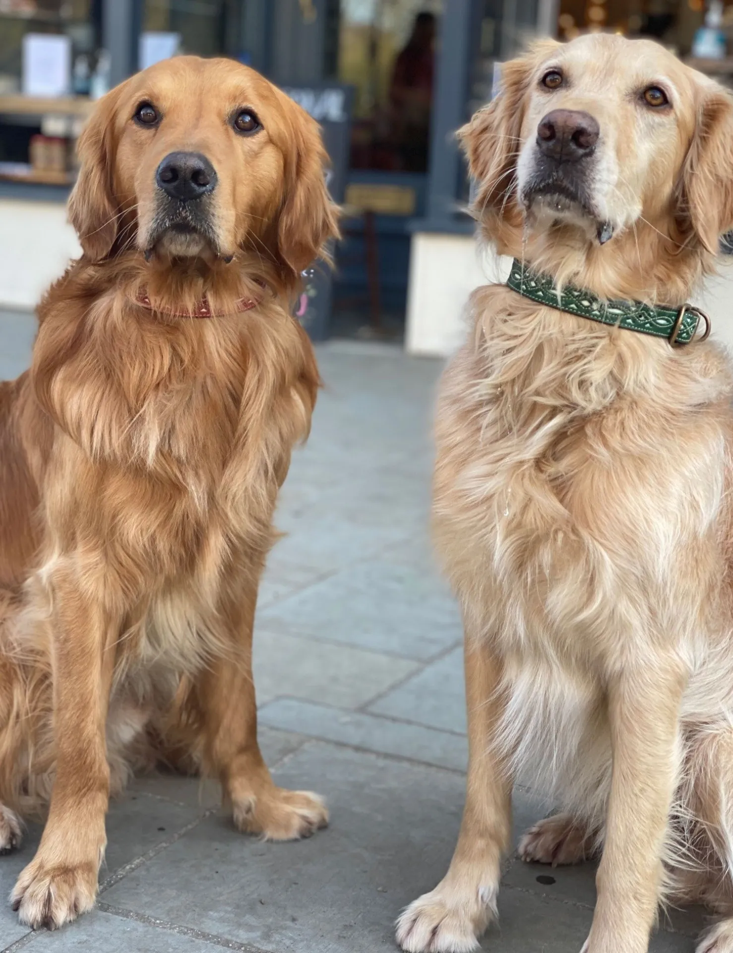 Penelope Chilvers Dog Accessories*Dog Collar